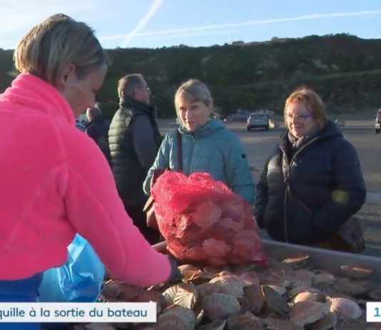 Côtes-d’Armor: Frische Jakobsmuscheln werden direkt am Hafen verkauft Verkauf_Jakobsmuscheln