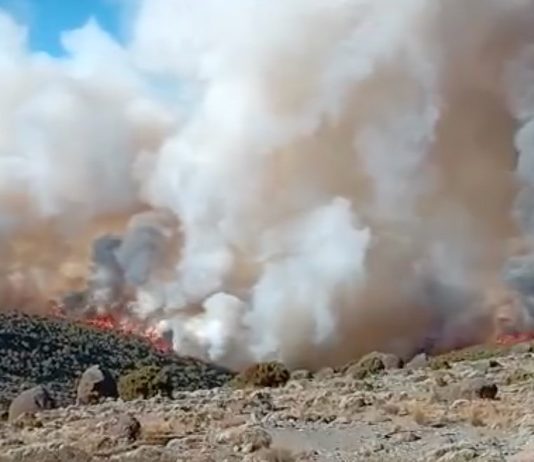 Afrika: Tansania setzt angesichts eines starken Feuers auf dem Kilimandscharo die Armee ein Waldbrand_Kilimandscharo