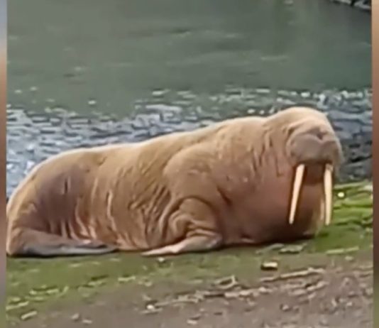 Pinguine und ein Walross tauchen an der französischen Küste auf Walross_France2