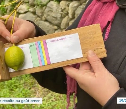 Dürre: Im Departement Alpes-Maritimes macht die Zitronenernte Sorgen Zitrone_von_Menton