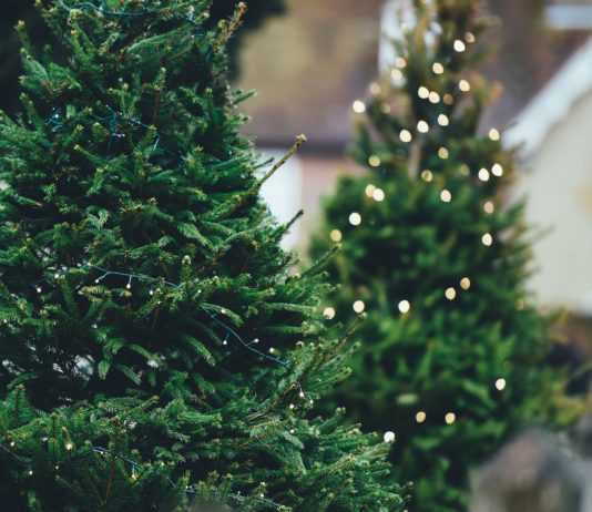 Wird der Preis für französische Weihnachtsbäume diese Jahr steigen? Weihnachtsbaum