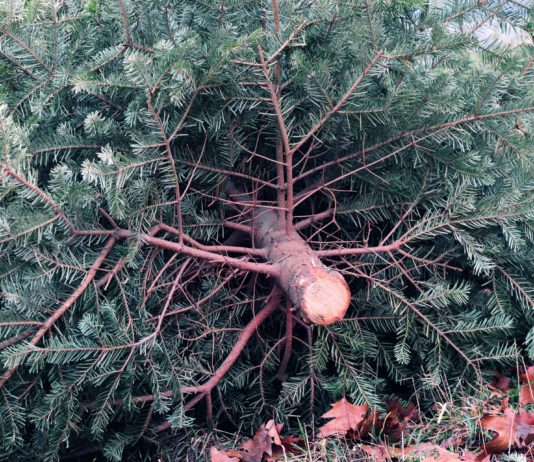 Weihnachten: Diese Woche beginnt der Verkauf der Tannenbäume Tannenbaum