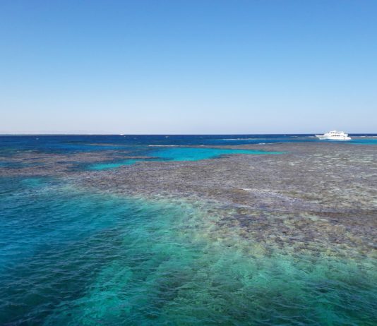 Französisch-Polynesien: Zeit der Reproduktion der Korallen – aber… Korallenriff