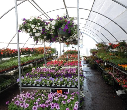 In Saint-Raphaël werden nach dem Dürre-Sommer Pflanzen an die Bewohner verteilt Gewächshaus_Blumen