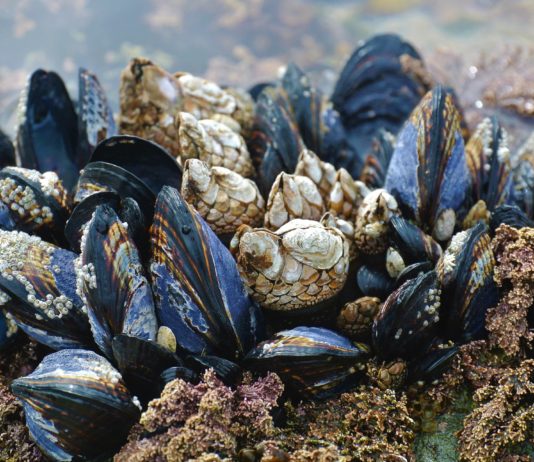 Vernetzte Muscheln erkennen Wasserverschmutzung in Le Havre Muscheln