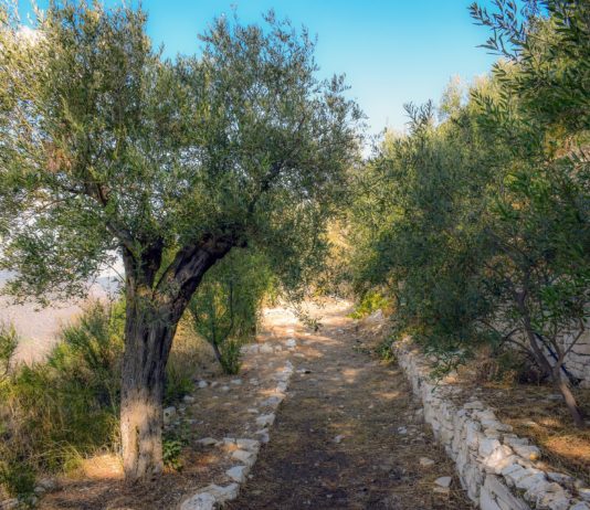 Der Olivenbaum – mehr als ein Baum, eine Zivilisation Olivenhain