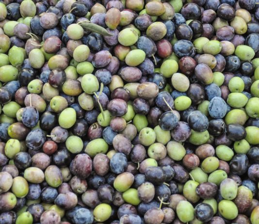 Energiekrise: Eine Gemeinde in den Alpes-Maritimes nutzt Olivenkerne zum Heizen Oliven