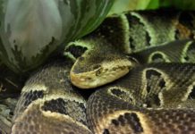 Auf dem Parkplatz der Bowlingbahn in Auch fängt die Feuerwehr eine Kaiserboa Boa