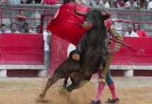 Pro und Contra Stierkampf-Demonstrationen in Südfrankreich Stierkampf