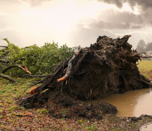 Wetter: Böen bis zu 100 km/h und Gewitter… 48 Departements auf Warnstufe Gelb gesetzt Entwurzelter_Baum