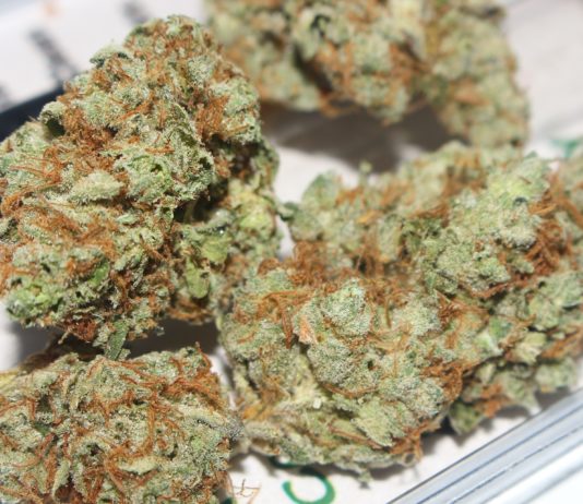 Drogen: 1.5 Tonnen Cannabisharz vom Zoll in Perpignan beschlagnahmt Cannabis