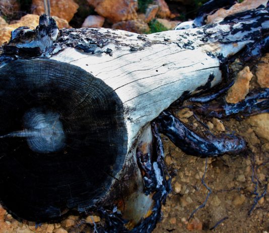 Waldbrände in der Gironde: Möbel werden aus geschädigten Bäumen hergestellt Waldbrand_Holz