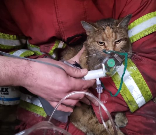 Kleine Katze dank der Sauerstoffmaske eines Feuerwehrmannes aus einem Brand gerettet Katze_gerettet