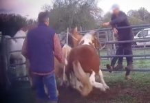 Video von gequälten Pferden: Diese Schockbilder bringen Brigitte Bardot zum Weinen Pferde_geschlagen