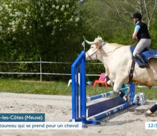 Wenn ein Stier ein Pferd sein will… Springender_Stier