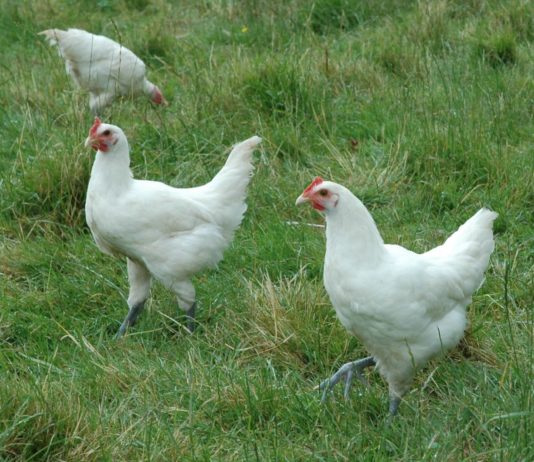 Bresse: Das beste Geflügel Frankreichs? Volailles_Bresse