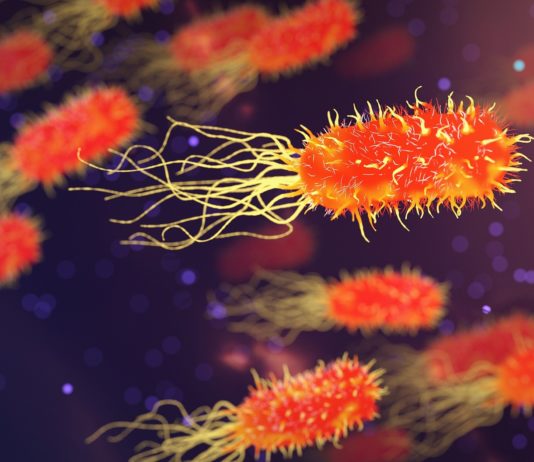 Todesfälle in Frankreich: Das Bakterium Streptokokkus A beunruhigt die Gesundheitsbehörden Bakterien