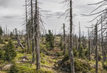 Globale Erwärmung: Frankreichs Wälder ersticken Waldsterben
