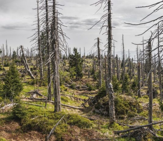 Globale Erwärmung: Frankreichs Wälder ersticken Waldsterben