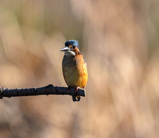 Biodiversität: Vogelschutzgebiet auf Firmengelände Vogelschutz
