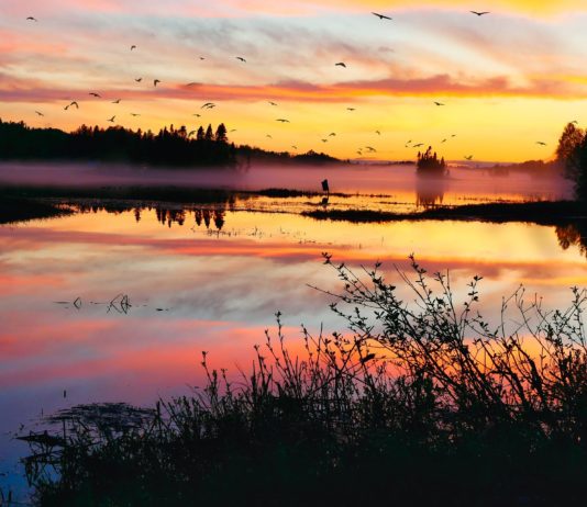 COP15 in Montreal: Über 190 Länder verabschieden historisches Abkommen zur Biodiversität Landschaft_Natur