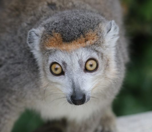 Globale Erwärmung: Die Erde wird bis 2050 6% bis 10% ihrer Tiere und Pflanzen verlieren Madagaskar_Lemuren