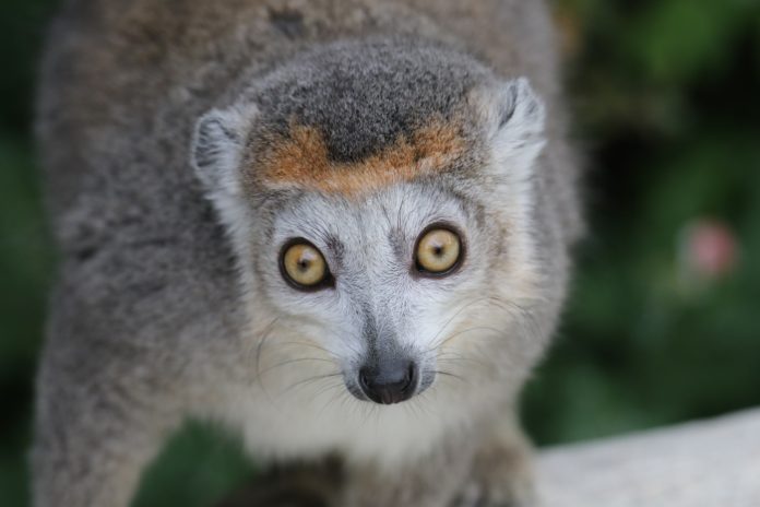 Madagaskar_Lemuren