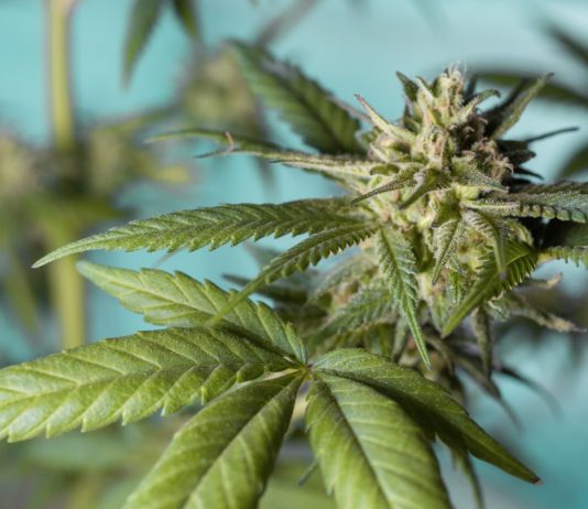 Cannabis: Verkauf von CBD in allen Formen in Frankreich nun endgültig erlaubt Cannabis