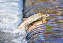 Wasser in französischen Flüssen trotz Klimawandel besser als vor 30 Jahren Fisch_Fluss