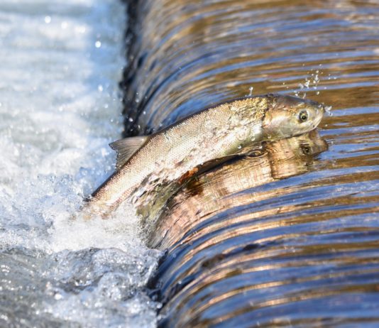Wasser in französischen Flüssen trotz Klimawandel besser als vor 30 Jahren Fisch_Fluss