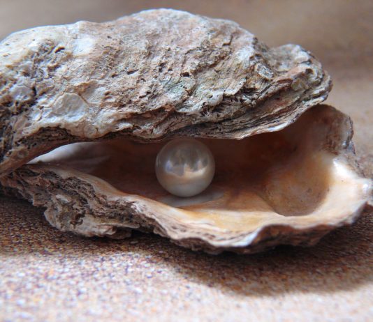 Var: Restaurantmitarbeiter entdeckt beim Öffnen einer Auster eine Perle Auster_Perle