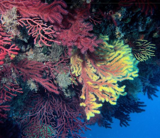 Biodiversität: Das Mittelmeer ist in Gefahr Gorgonien