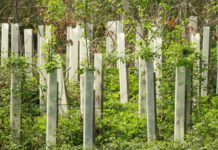 Umwelt: In Frankreich soll mit widerstandsfähigeren Baumarten aufgeforstet werden Aufforstung