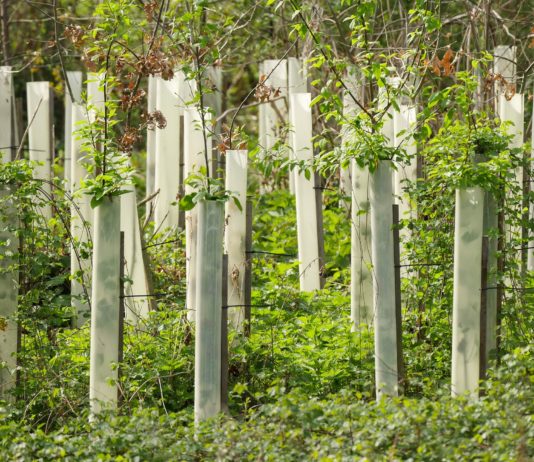 Umwelt: In Frankreich soll mit widerstandsfähigeren Baumarten aufgeforstet werden Aufforstung