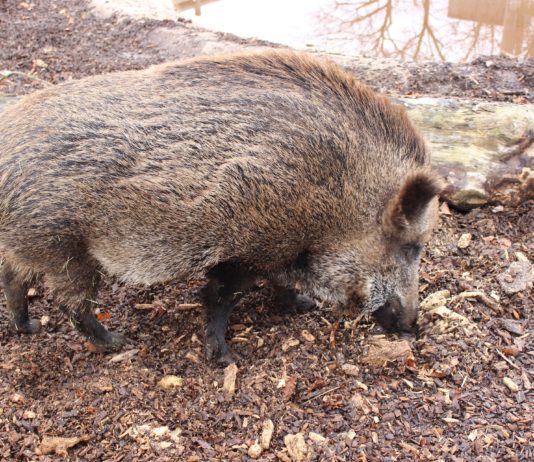 „Stech ihm ins Herz!“: Kind wird vom Vater aufgefordert, Wildschwein mit Messer zu töten Wildschwein