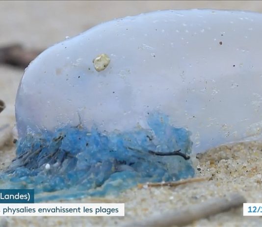 Departement Landes: Gefährliche Physalia-Quallen erobern die Strände entlang der Küste Physalie_am_Stran
