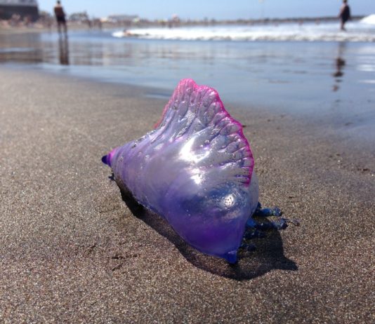 Vendée: Vorsicht vor gestrandeten Physalis-Quallen an den Stränden Physalis_Qualle