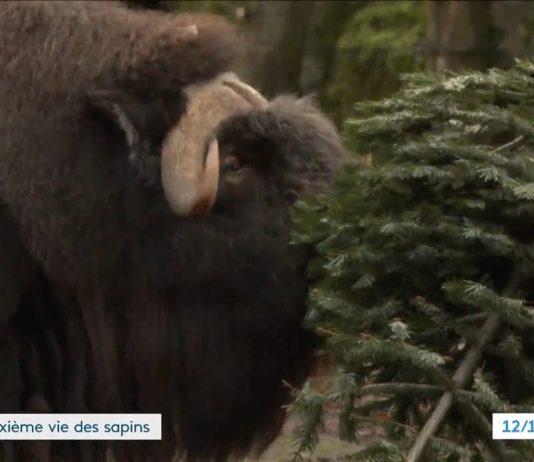 Umwelt: Das zweite Leben der Tannenbäume im Zoo von Mulhouse Tannebaum_Zoo