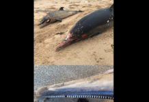 Landes: 51 tote Delphine und Kleinwale an französischen Atlantik-Stränden gefunden Tote_Delfine