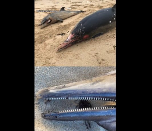 Hunderte tote Delfine an den Atlantikstränden Frankreichs Tote_Delfine