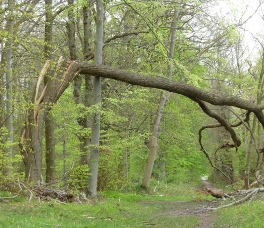 Sturmwind: 75.000 Haushalte in Westfrankreich ohne Strom Sturmschäden
