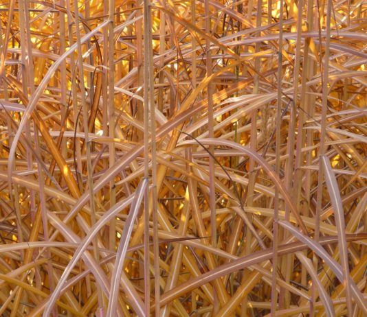 Energie: Gemeinde im Elsass heizt mit schnell nachwachsendem Miscanthus-Schilf Miscanthus