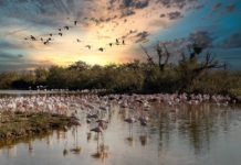 Pinke Botschafter der Camargue – Wie der Flamingo die Provence verzaubert Camargue_Flamingos