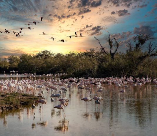 Camargue: Winter im Rhythmus der rosa Flamingos und ihrer berühmten Pferde Camargue_Flamingos