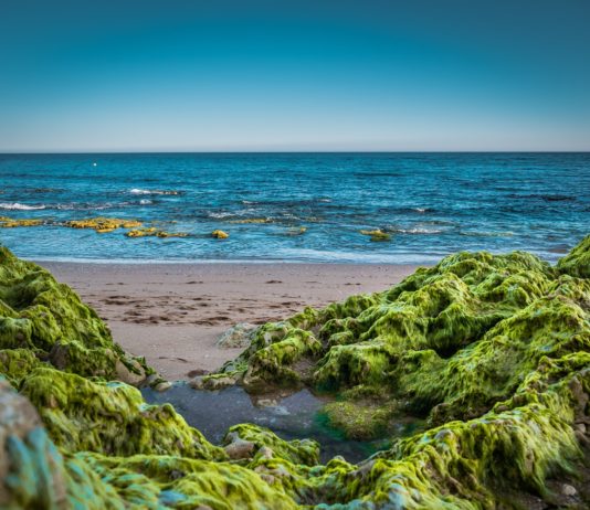 Bouches-du-Rhone: Grünalgen werden zu Biokunststoff recycelt Strand_Algen