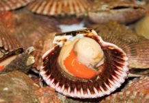 Wenn Meeresfrüchte zur Nordstern‑Party werden: Die Fête de la Coquille in Courseulles‑sur‑Mer Jakobsmuscheln