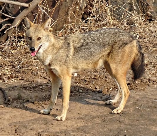 Biodiversität: Goldschakal in der Bretagne formell identifiziert Goldschakal_Canis_Aureus