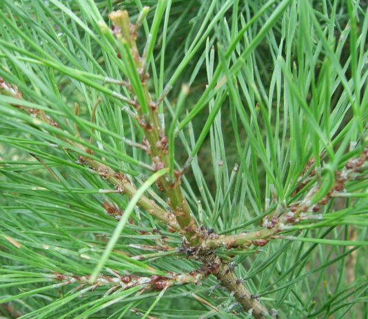 Eine aus Kanada eingeschleppte „Vampir“-Schildlaus verwüstet französische Kiefernwälder Kiefernschildlaus_Wiki