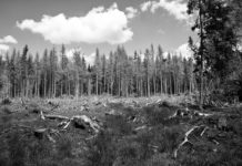 Brände in Frankreich mitten im Winter: Vegetation erholt sich nicht von Hitze und Trockenheit des Sommers Waldsterben