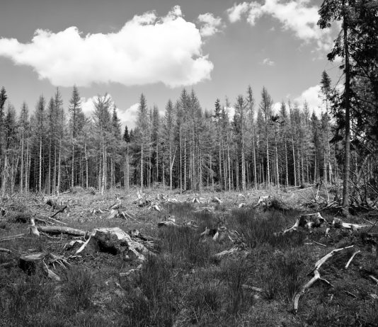 Brände in Frankreich mitten im Winter: Vegetation erholt sich nicht von Hitze und Trockenheit des Sommers Waldsterben